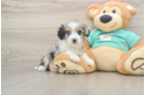 Mini Aussiedoodle Puppy for Adoption