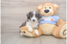 Sweet Mini Aussiedoodle Baby