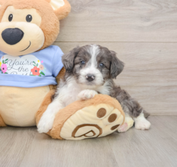 8 week old Mini Aussiedoodle Puppy For Sale - Seaside Pups