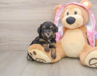 9 week old Mini Aussiedoodle Puppy For Sale - Seaside Pups