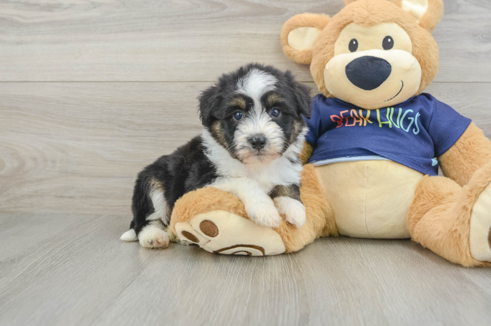 7 week old Mini Aussiedoodle Puppy For Sale - Seaside Pups