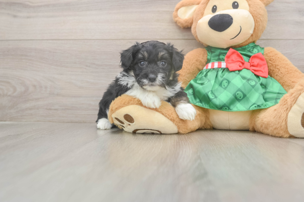 5 week old Mini Aussiedoodle Puppy For Sale - Seaside Pups