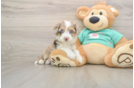 Mini Aussiedoodle Pup Being Cute