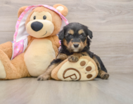 9 week old Mini Aussiedoodle Puppy For Sale - Seaside Pups