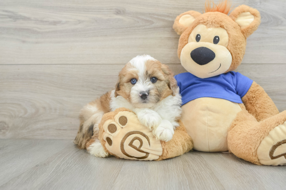 6 week old Mini Aussiedoodle Puppy For Sale - Seaside Pups