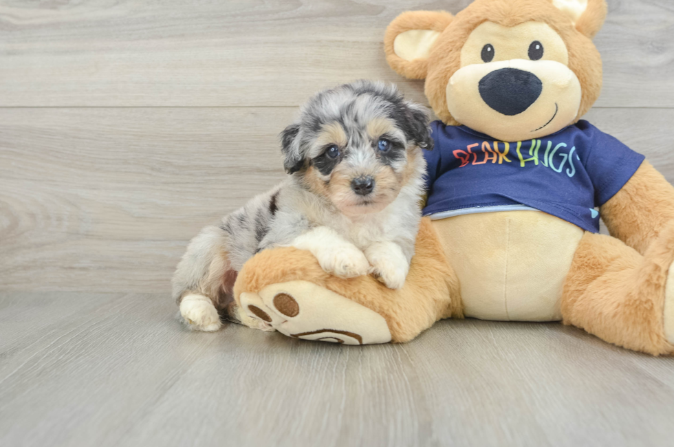 7 week old Mini Aussiedoodle Puppy For Sale - Seaside Pups