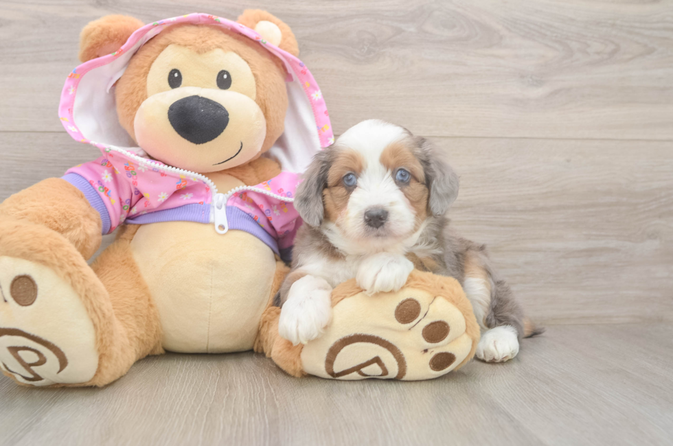 6 week old Mini Aussiedoodle Puppy For Sale - Seaside Pups