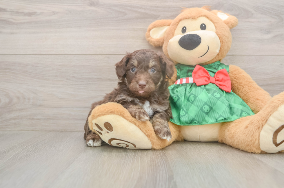 5 week old Mini Aussiedoodle Puppy For Sale - Seaside Pups