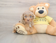 8 week old Mini Aussiedoodle Puppy For Sale - Seaside Pups