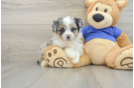 Mini Aussiedoodle Pup Being Cute