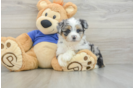 Mini Aussiedoodle Pup Being Cute