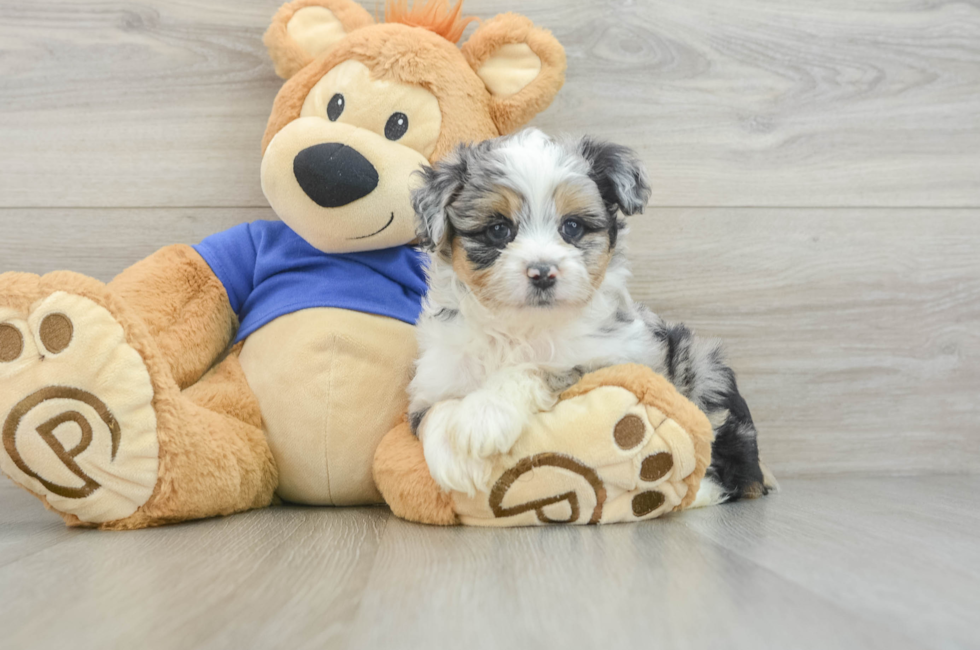 6 week old Mini Aussiedoodle Puppy For Sale - Seaside Pups