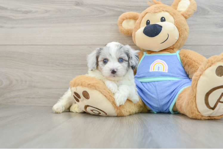 Best Mini Aussiedoodle Baby