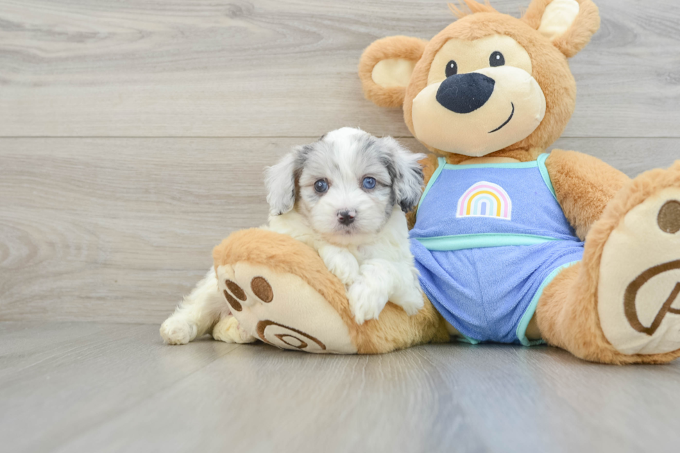 Best Mini Aussiedoodle Baby