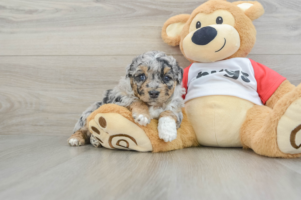 Best Mini Aussiedoodle Baby