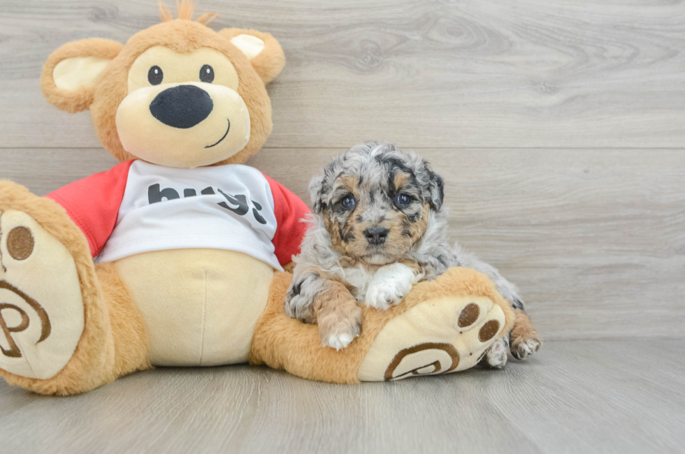 9 week old Mini Aussiedoodle Puppy For Sale - Seaside Pups