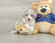 8 week old Mini Aussiedoodle Puppy For Sale - Seaside Pups