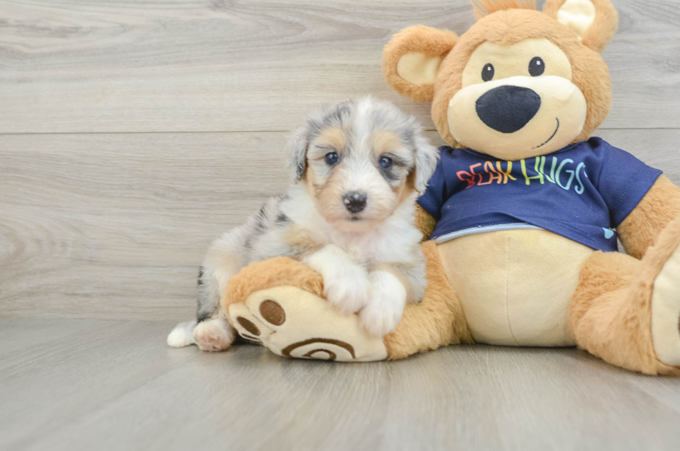 7 week old Mini Aussiedoodle Puppy For Sale - Seaside Pups