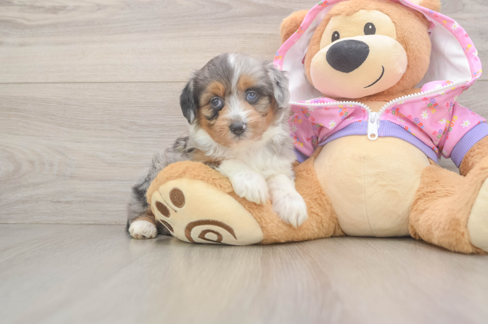 6 week old Mini Aussiedoodle Puppy For Sale - Seaside Pups