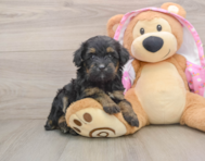 9 week old Mini Aussiedoodle Puppy For Sale - Seaside Pups