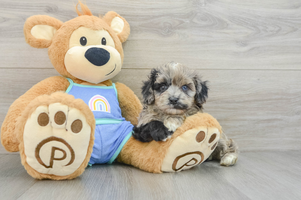 5 week old Mini Aussiedoodle Puppy For Sale - Seaside Pups