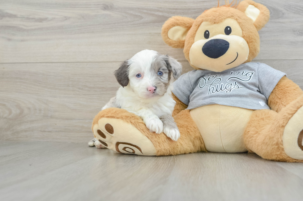 7 week old Mini Aussiedoodle Puppy For Sale - Seaside Pups