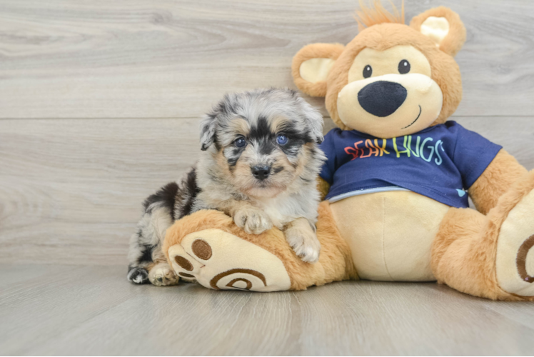 Energetic Aussie Poo Poodle Mix Puppy