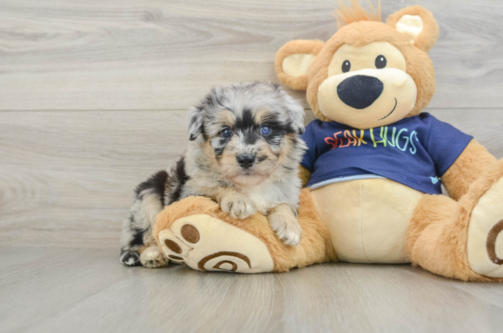 7 week old Mini Aussiedoodle Puppy For Sale - Seaside Pups