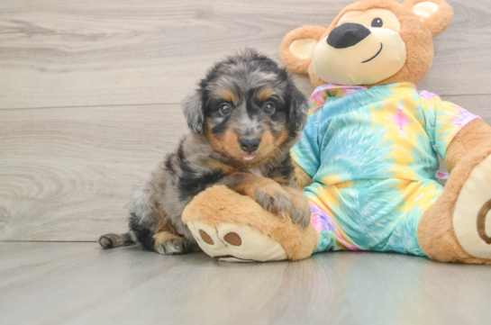 Mini Aussiedoodle Puppy for Adoption