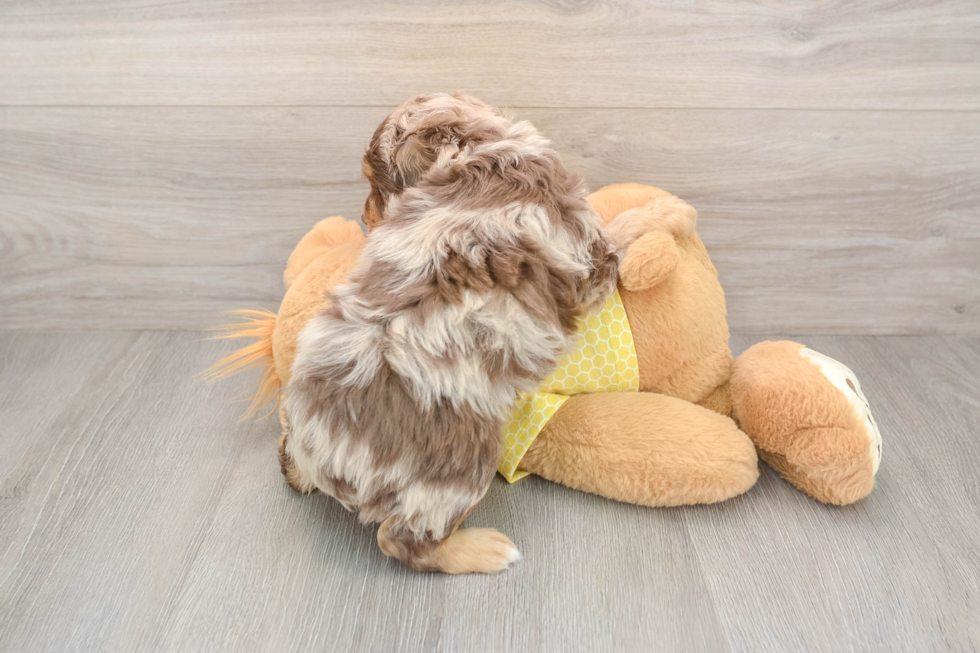 Best Mini Aussiedoodle Baby