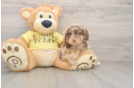 Playful Mini Aussiepoodle Poodle Mix Puppy