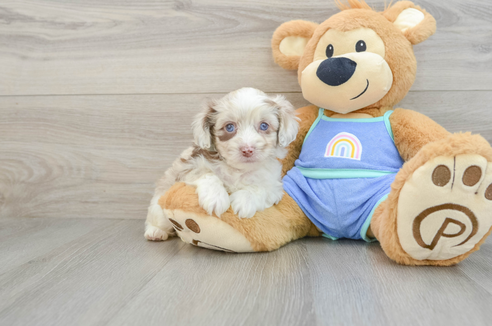 5 week old Mini Aussiedoodle Puppy For Sale - Seaside Pups