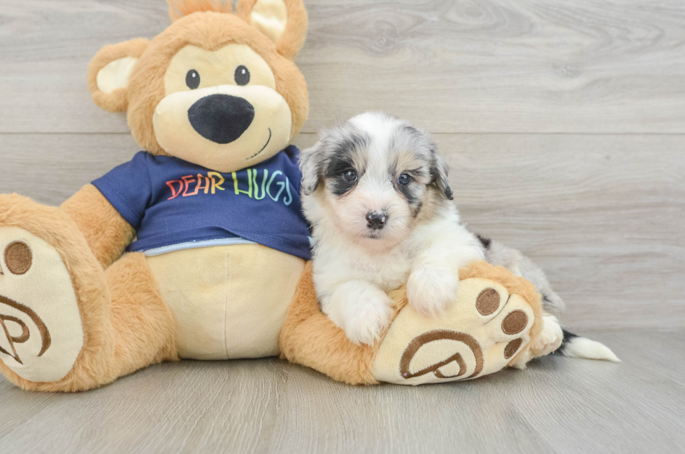 7 week old Mini Aussiedoodle Puppy For Sale - Seaside Pups