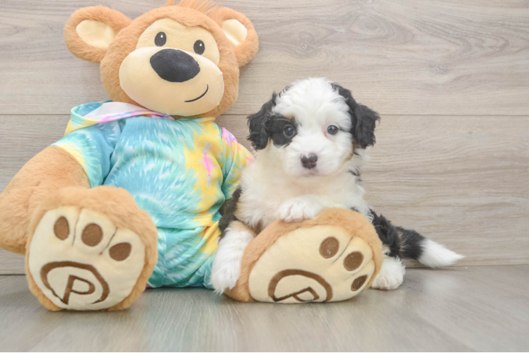 Friendly Mini Aussiedoodle Baby