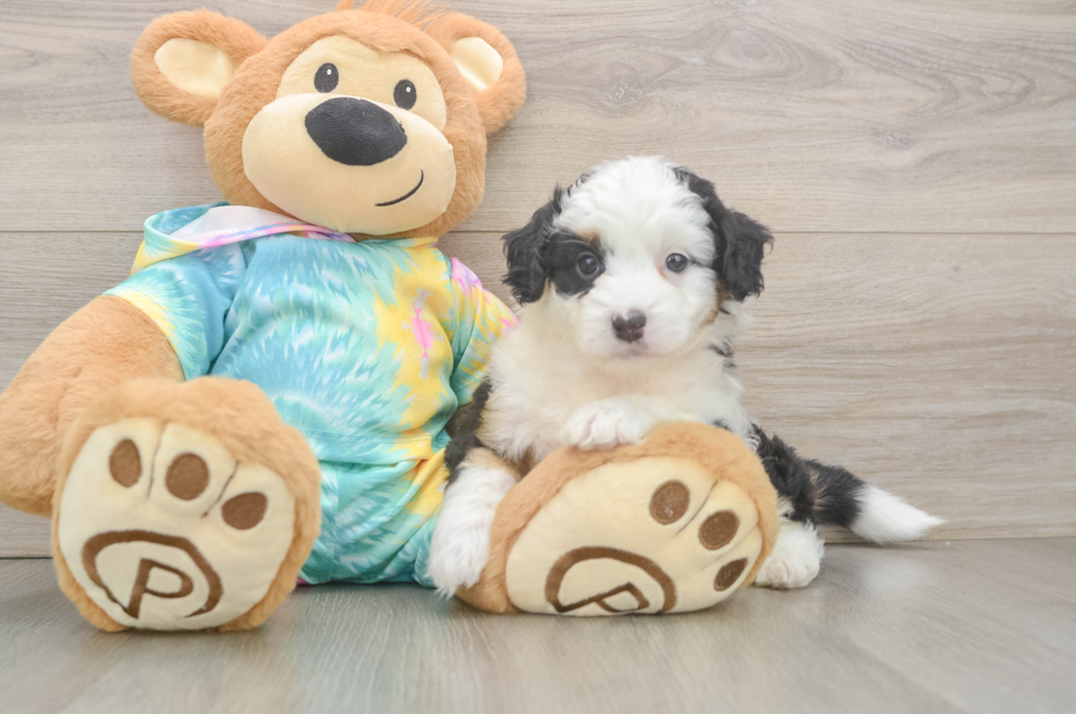 5 week old Mini Aussiedoodle Puppy For Sale - Seaside Pups