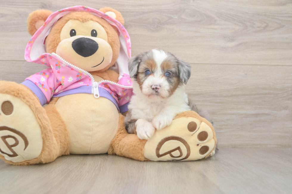 6 week old Mini Aussiedoodle Puppy For Sale - Seaside Pups