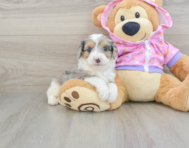 7 week old Mini Aussiedoodle Puppy For Sale - Seaside Pups