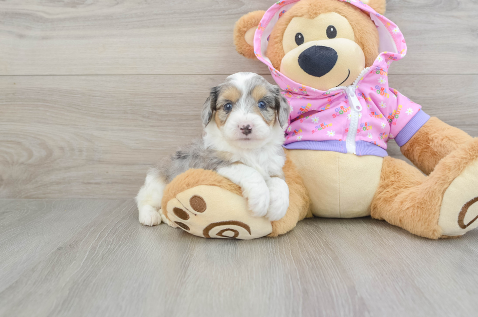 6 week old Mini Aussiedoodle Puppy For Sale - Seaside Pups