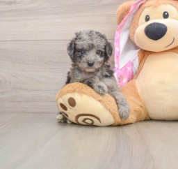 7 week old Mini Aussiedoodle Puppy For Sale - Seaside Pups