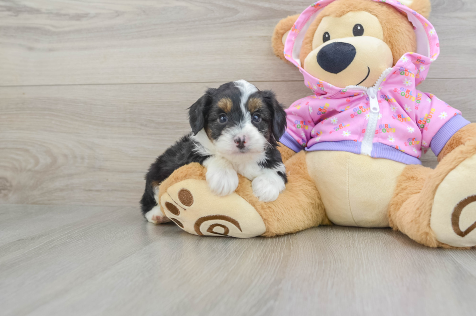 6 week old Mini Aussiedoodle Puppy For Sale - Seaside Pups