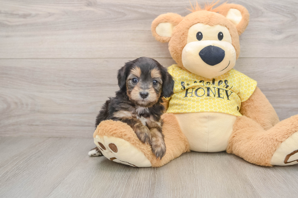 Best Mini Aussiedoodle Baby