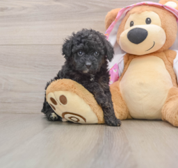 7 week old Mini Aussiedoodle Puppy For Sale - Seaside Pups