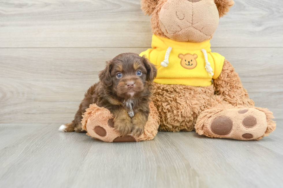 5 week old Mini Aussiedoodle Puppy For Sale - Seaside Pups