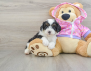 7 week old Mini Aussiedoodle Puppy For Sale - Seaside Pups