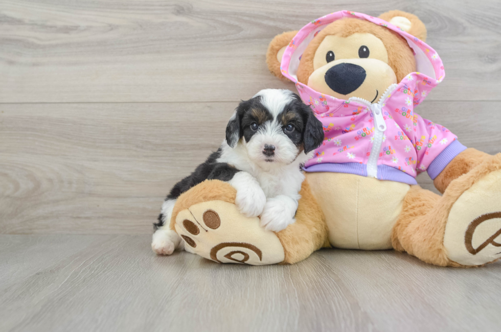 6 week old Mini Aussiedoodle Puppy For Sale - Seaside Pups