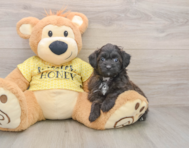 7 week old Mini Aussiedoodle Puppy For Sale - Seaside Pups