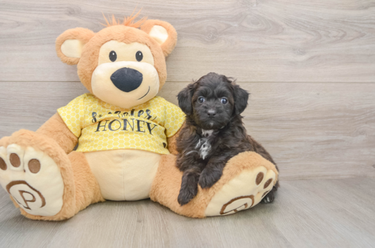 Small Mini Aussiedoodle Baby