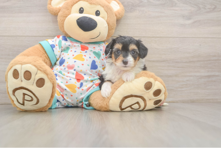 Mini Aussiedoodle Puppy for Adoption
