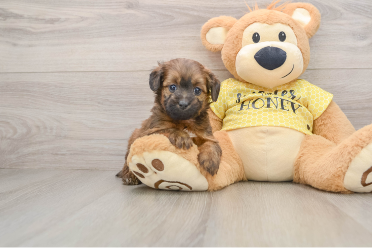 Fluffy Mini Aussiedoodle Poodle Mix Pup