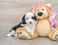 7 week old Mini Aussiedoodle Puppy For Sale - Seaside Pups